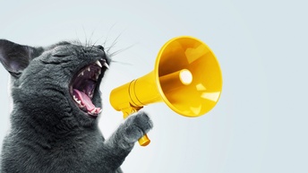 Katze miaut in ein gelbes Mikrofon