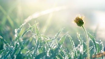 Morgentau auf einer Wiese, im Fokus steht ein Blume und  im Hintergrund ein helles Bokeh