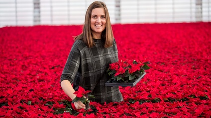 Gärtnerin in einem Meer von Weihnachtsternen