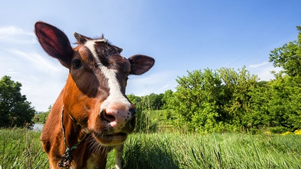 Braune Kuh auf der Weide/Wiese, Herkunft, Tierhaltung
