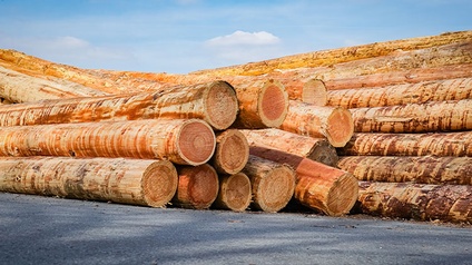 Stapel von Baumstämmen