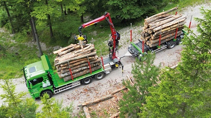 Beladung von vier Meter langem Buchenholz im Wald.