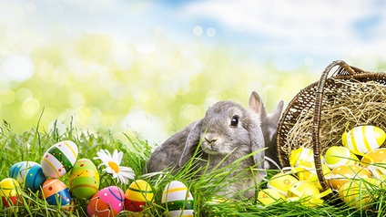 Zwei graue Hasen auf Wiese zwischen vielfärbigen Ostereiern sitzend, rechts ein Strohkorb