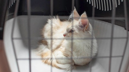 Eine Katze in einem Transports-Käfig.