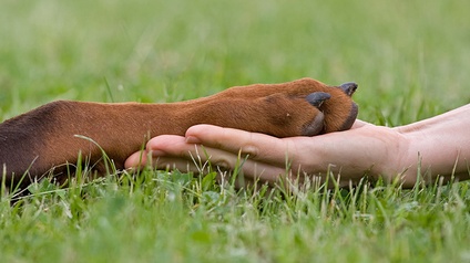 Hundepfote in einer Menschenhand auf einer Wiese