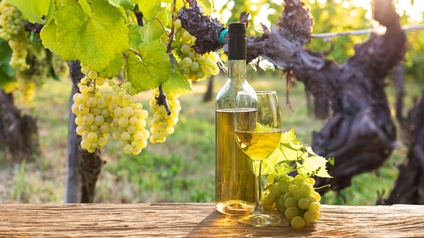 Auf einer länglichen Holzbank sind ein Weinglas mit Weißwein, eine gefüllte Weinflasche mit Weißwein und helle Weintrauben. Dahinter ist ein Weinstock mit reifen, hellen Weintrauben
