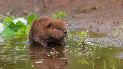 Kleines Jungtier der Gattung kanadischer Biber in Wasserpfütze an einem Ufer.