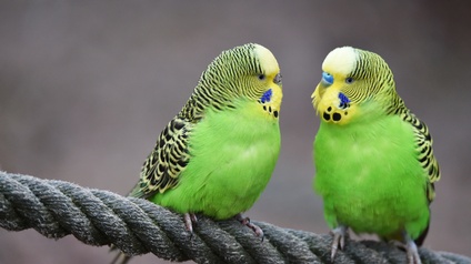 Zwei grüne Vogel sitzen auf Seil und haben die gelben Köpfchen einander zugewandt