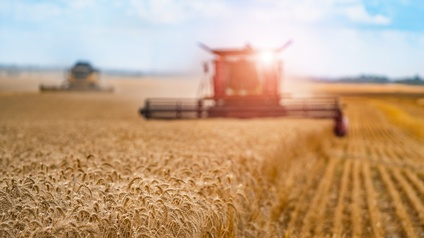 Auf einem Feld fahren zwei große Fahrzeuge. Eine Hälfte des Feldes ist geerntet. Auf der anderen Hälfte sind noch Getreideähren
