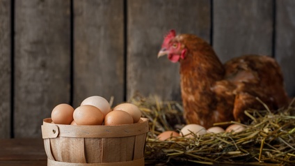 Holzkörbchen gefüllt mit bräunlichen Hühnereiern auf Holzuntergrund, im Hintergrund verschwommen braunes Huhn in Nest mit Eiern sitzend vor Holzlattenwand