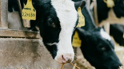 Schwarz-weißes Holstein-Rind mit gelber Ohrmarke frisst Heut in einem Stall, im Hintergrund zeigen sich weitere Rinder