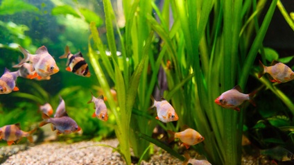 In einem Aquarium schwimmen verschiedene, kleine, bunte Fische. Neben den Fischen sind grüne Gräser und Pflanzen