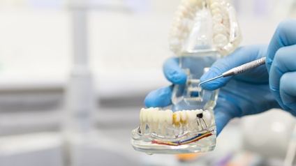 Detailansicht Modell eines Gebisses, Person mit Gummihandschuhen deutet mit zahnmedizinischem Instrument darauf