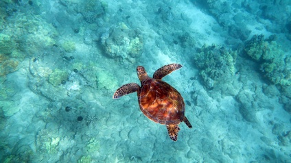 Aufnahme einer Schildkröte aus der Vogelperspektive. Die Schildkröte schwimmt in einem Gewässer. Unter ihr ist der Meeresboden