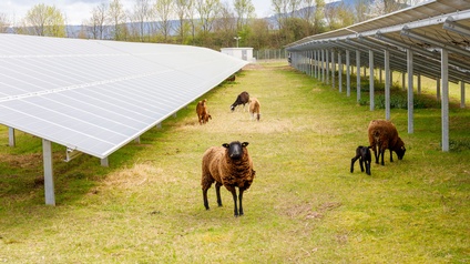 Braune Schafe zwischen Gerüsten mit Solaranlagen auf Feld mit grünem Gras, im Hintergrund Baumzeile und Berge