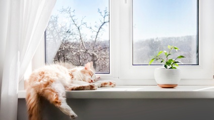 Schlafende Katze liegt auf einem Fensterbrett und daneben steht eine Pflanze, mit Blick nach draußen auf karge Naturlandschaft
