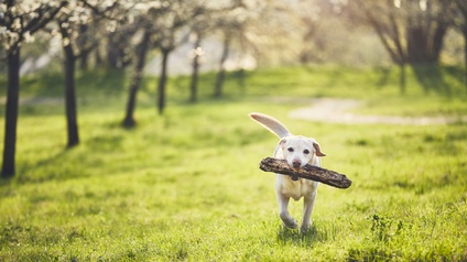 Hund läuft mit einem Stück Holz im Maul durch eine frühlingshafte Wiese mit Bäumen