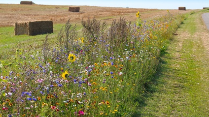 Ansicht einer Wildblumenwiese am Straßenrand, im Hintergrund ein Feld mit rechteckigen Heuballen.