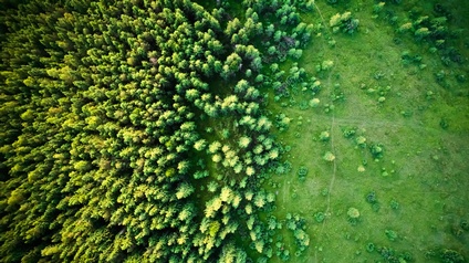 Vogelperspektive auf Nadelbaumwald mit nebenliegender grüner Wiese