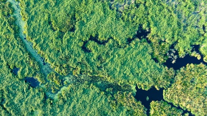 Luftaufnahme eines Feuchtgebiets mit grüner Vegetation und mehreren Wasserläufen, die sich durch das Gebiet schlängeln. Die Wasserläufe bilden ein verzweigtes Netzwerk, das sich durch die grüne Landschaft zieht