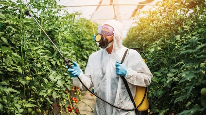 In einem hohen Gewächshaus wachsen viele hohe Tomatenpflanzen. Manche der Tomaten sind rot. Manche sind grün. Zwischen den Pflanzen gehen zwei Personen in Schutzanzügen, die die Pflanzen mit Pestiziden behandeln