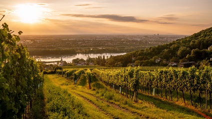 Weinreben am Kahlenberg in Wien bei Abenddämmerung mit Blick auf Donau