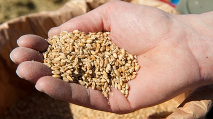 Nahaufnahme einer nach oben geöffneten Hand, in der viele Körner liegen. Darunter ist ein großer, brauner Sack mit vielen Körnern