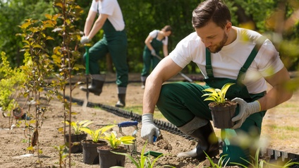 Mehrere Personen setzen Jungpflanzen in ein Beet ein. Die Personen tragen Arbeitshosen. Eine Person kniet im Vordergrund, zwei weitere stehen weiter hinten. Im Hintergrund befinden sich Bäume.