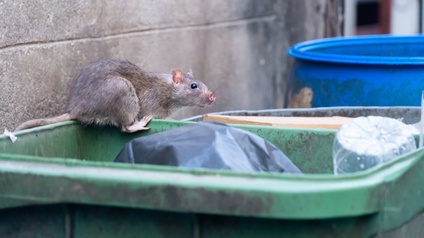Ratte auf einer grünen Abfalltonne