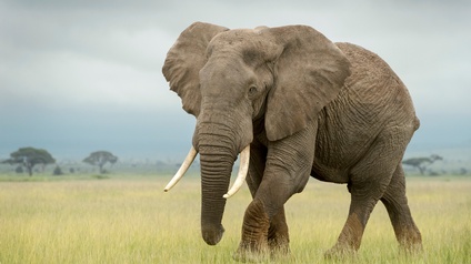 Elefant schreitet in einer Savanne mit grünem Gras