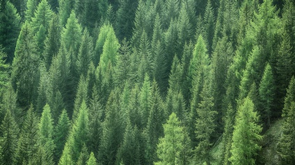 Top-Shot eines Ausschnitts eines Waldes mit grünen Nadelbäumen.