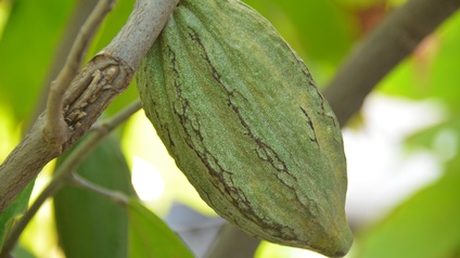 Im Fokus des Bildes ist eine grüne, große, nicht reife Kakaofrucht an einem einzelnen Ast hängend