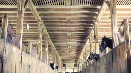 Innenansicht eines Reitstalls aus hellem Holz: aus einigen Pferdeboxen lugen Pferdeköpfe, im Hintergrund hinter Latten weitere Pferde stehend