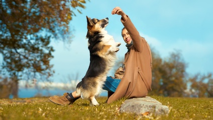 Person auf Stein auf Wiese sitzend streckt Hand in die Luft nach der sich ein Hund auf die Hinterbeine gestellt streckt, im Hintergrund verschwommen Bäume und blauer Himmel