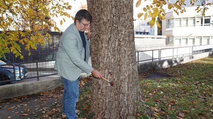 Alexander Spechtenhauser klopft mit einem Hammer vorsichtig einen Baumstamm ab.