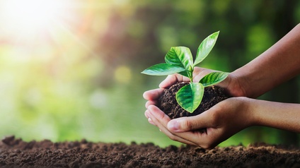 kleine Pflanze mit Erde in Händen