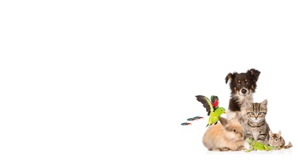 Montage verschiedener Haustiere auf weißem Hintergrund