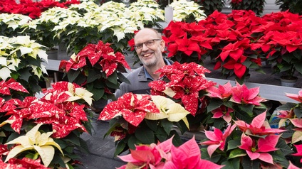 Weihnachtssterne aus Kärnten