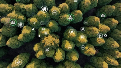 Top-Shot eines Waldes mit vielen, dicht nebeneinander stehenden Bäumen mit grünen Blättern. Darüber sind verschiedene Symbole in Kreisen gelegt, zum Beispiel Windräder, ein LKW, ein Blatt, eine Sonne, eine Solaranlage