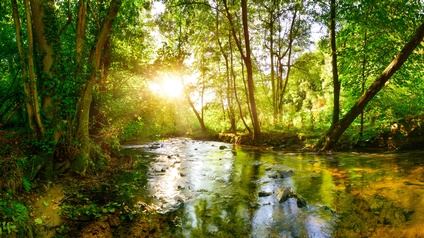 Am linken Bildrand und im Hintergrund sind Bäume und Büsche, durch die Sonnenlicht fällt. In der Mitte fließt ein Bach.