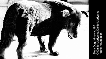 schwarz weiß Bild von einem Hund