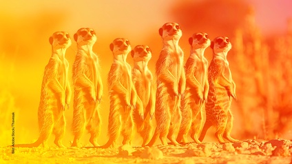 orange-gelb-roter Hintergrund mit Erdmännchen, die in einer Reihe stehen