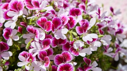 Nahaufnahme lila Geranien