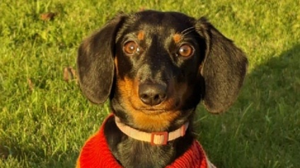 Hündin „Daisy“ ist bestens gerüstet für winterliche Temperaturen. 