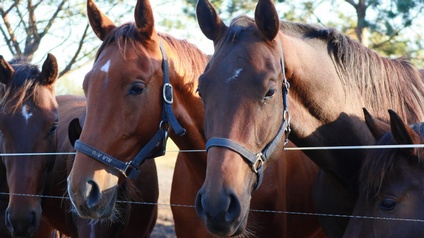 Hinter einem Zaun auf einer Koppel stehen vier braune Pferde