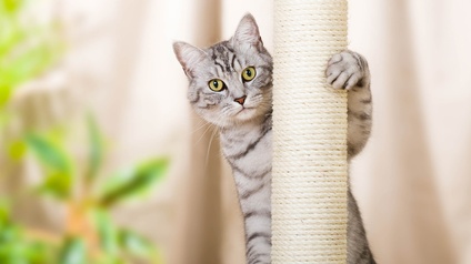 Eine grau-weiß-getigerte Katze sitzt auf einem hellbraunem Kratzbaum und hat eine Pfote um eine Sisalsäule gelegt. Im Hintergrund sind Pflanzen zu sehen.  