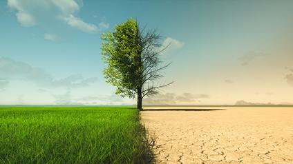 Zweigeteilte Ansicht eines Baumes in Landschaft: Linke Seite grüne Wiese und begrünter Baum, rechte Seite ausgetrockneter Boden und entlaubter Baum