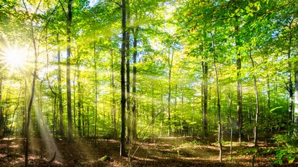 Wald mit Laubbäumen, Sonnenstrahlen brechen durch das Laub