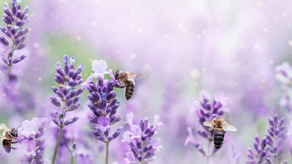 Detailansicht von Bienen und Lavendelblüten