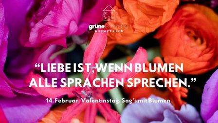 Rote, rosa und lila Rosen